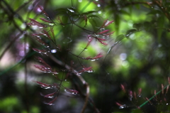 雨風に揺れて