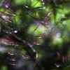 雨風に揺れて