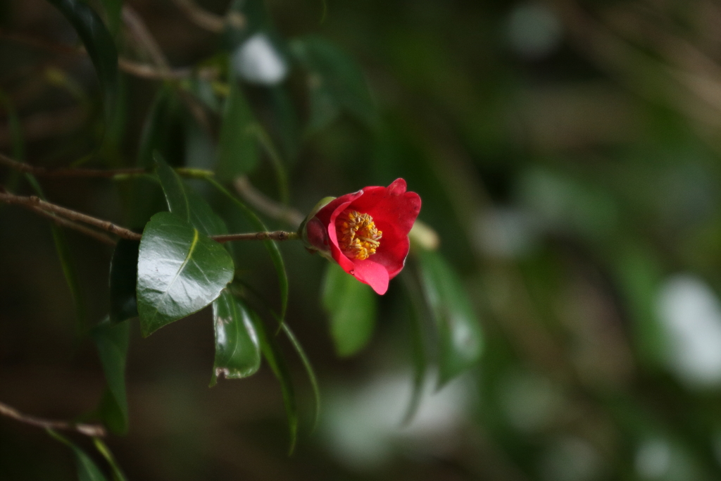 徒然なるままに　参