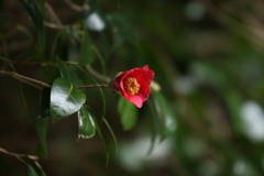 徒然なるままに　参