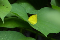 モンキチョウⅣ