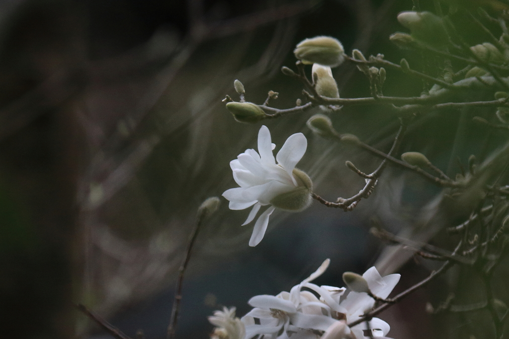 徒然なるままに　四
