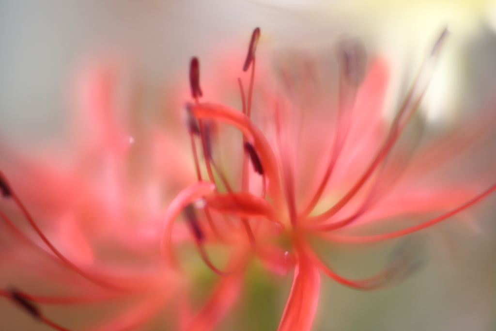 曼珠沙華　四