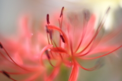 曼珠沙華　四