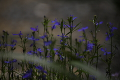 帰って来た梅雨空Ⅳ