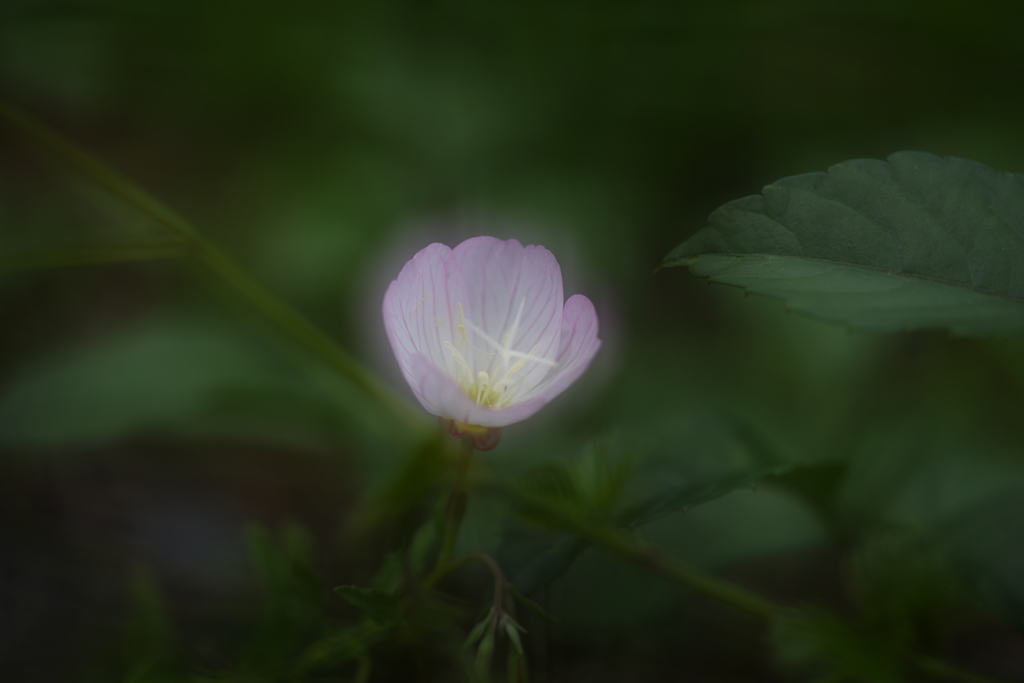 昼咲月見草Ⅱ