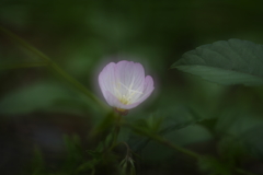 昼咲月見草Ⅱ