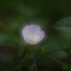 昼咲月見草Ⅱ