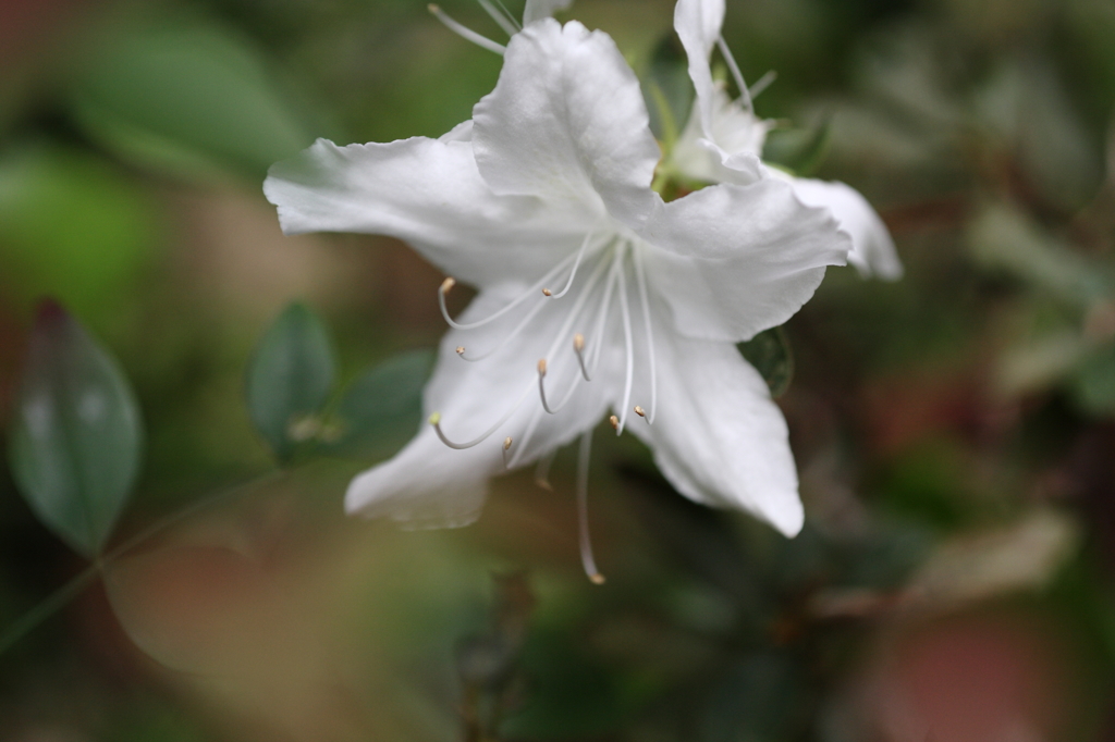 庭の花