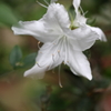 庭の花