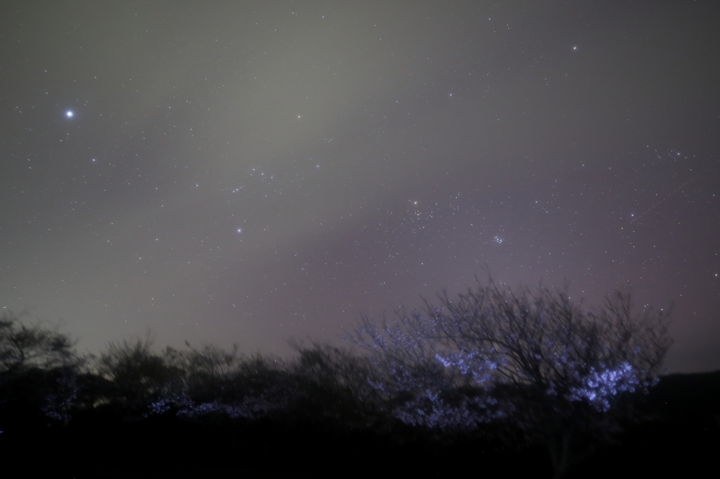 島の夜桜Ⅲ