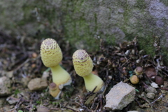 キノコ探索　ⅰ