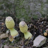 キノコ探索　ⅰ