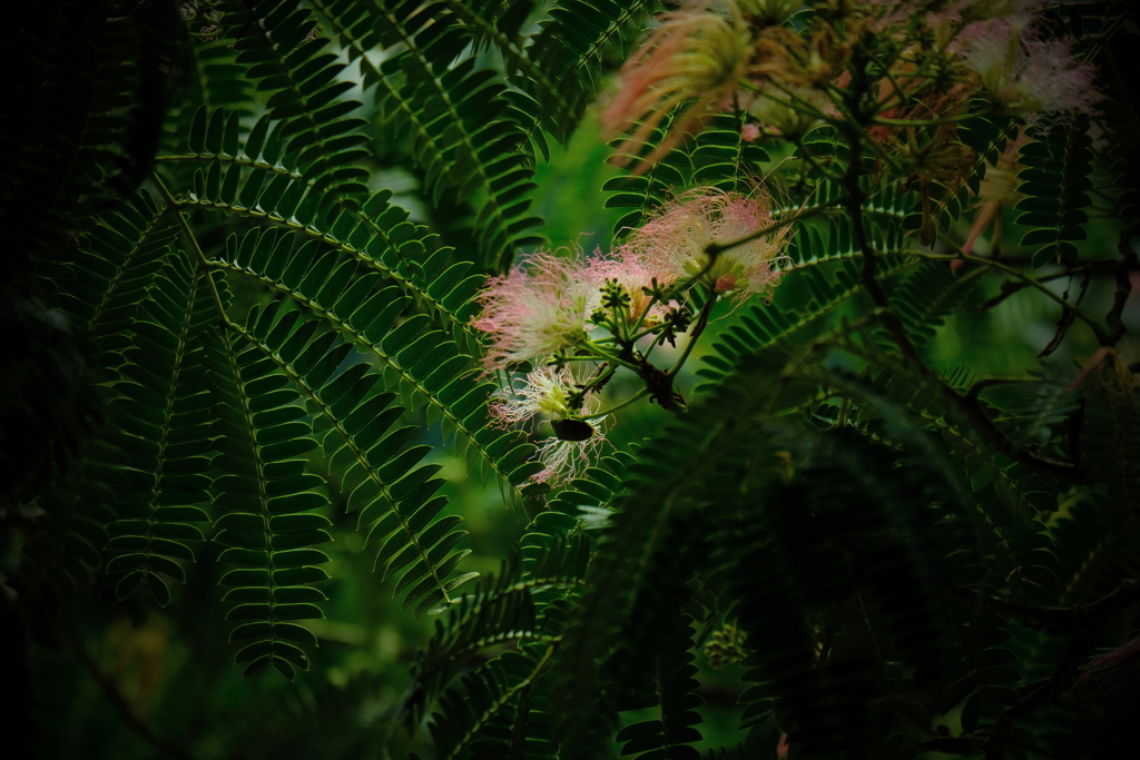 蝶とネムの花　ⅱ