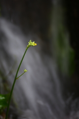 豪雨の合い間