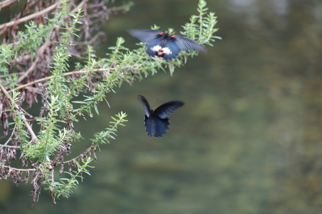 ランデブー　ⅲ