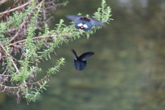 ランデブー　ⅲ