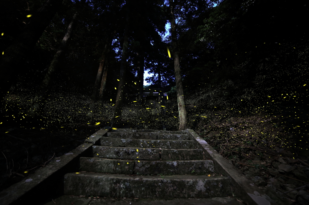 神社の姫たちⅢ