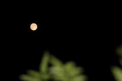 窓越しの名月Ⅲ