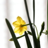 家の花ⅰ