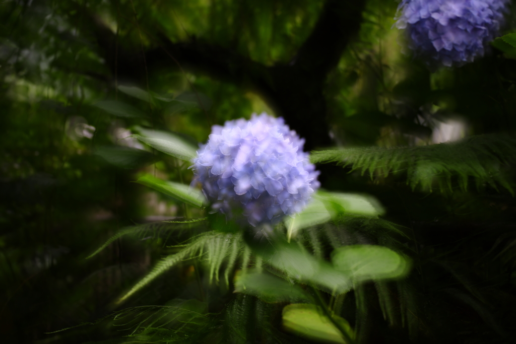 紫陽花