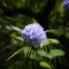紫陽花