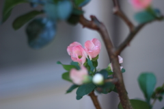 木瓜