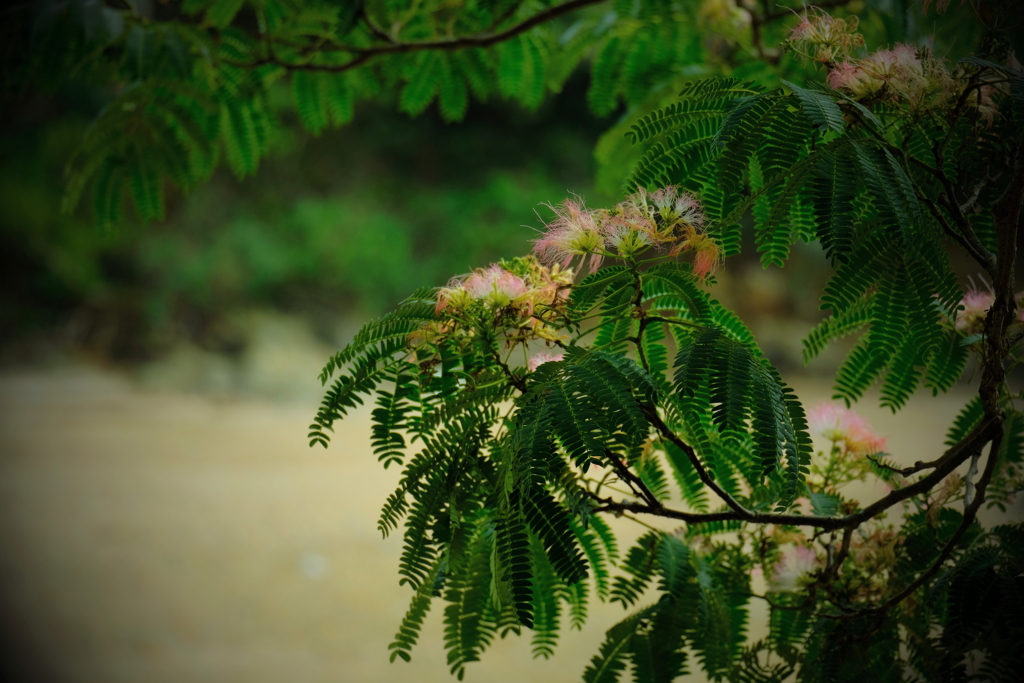 蝶とネムの花　ⅳ