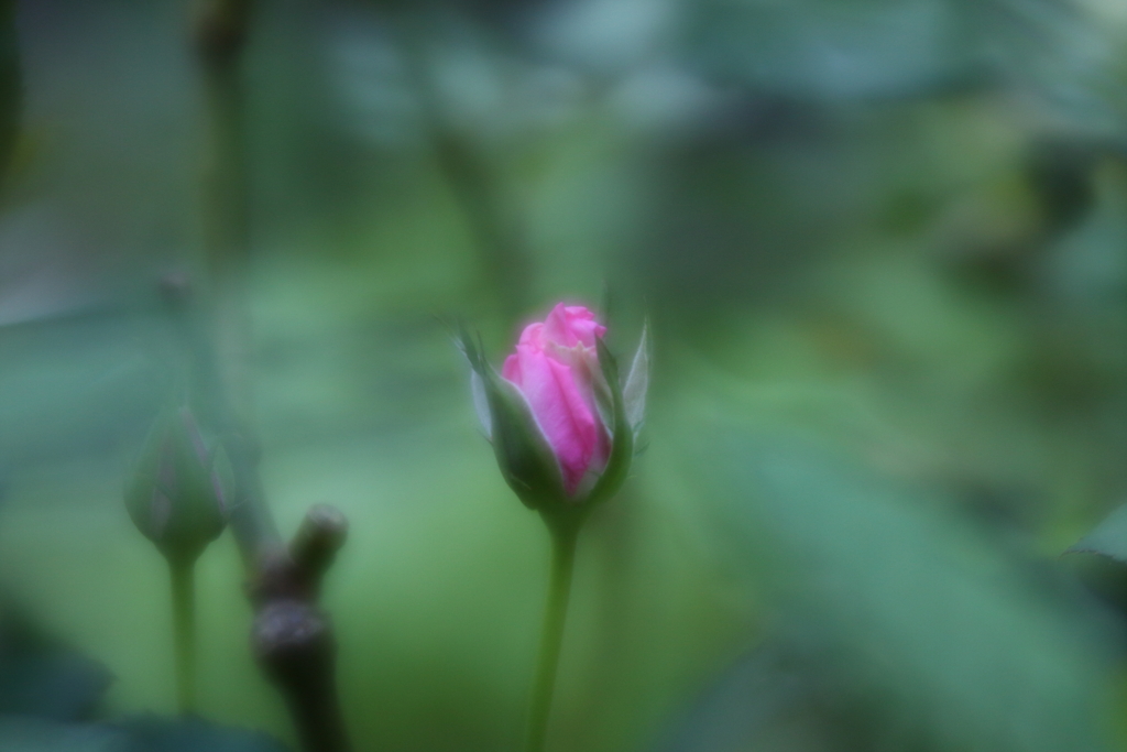 蕾
