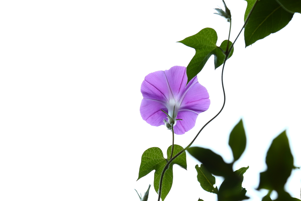 朝顔Ⅱ