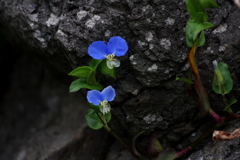 気になる花たちⅢ