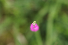 公園の芝生でⅡ