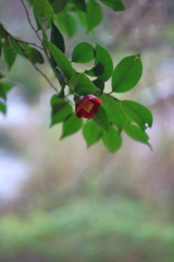 オールドレンズで薮椿　ⅱ