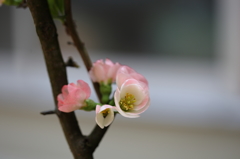 お庭の木瓜も綺麗ですⅡ