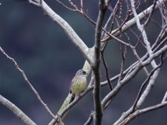 鳥撮りの日　ⅰ