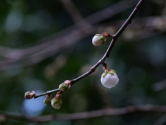 梅の花Ⅱ