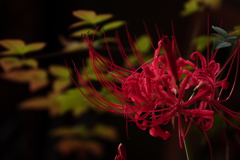 彼岸花