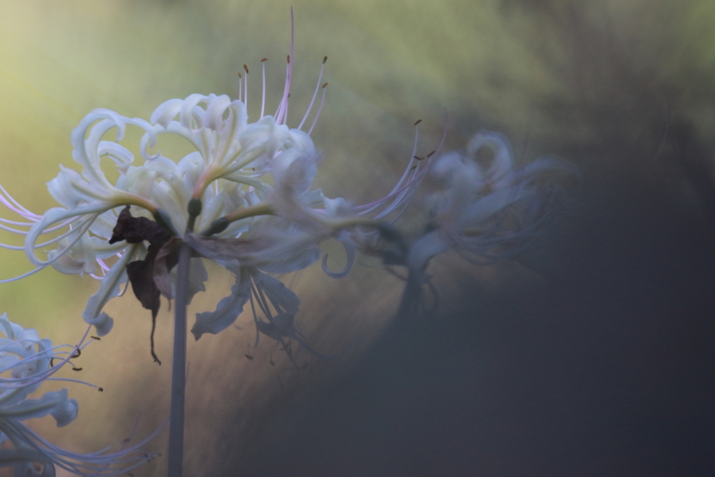 旬の花　四