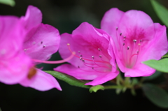 身近な花たちⅤ