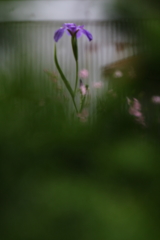 今朝も小雨が降ってますⅡ