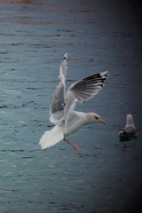 海鳥との戯れ　ⅱ