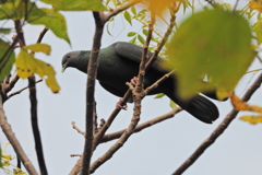 島の珍鳥　弐