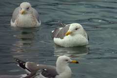海鳥との戯れ　Ⅴ