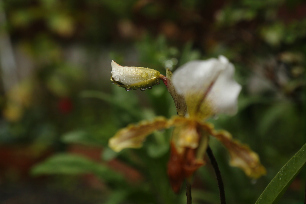 春雨に濡れて