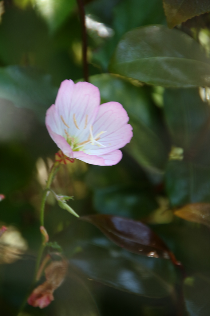 昼咲き月見草Ⅴ