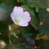 昼咲き月見草Ⅴ