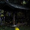 緑の社に夜が来て
