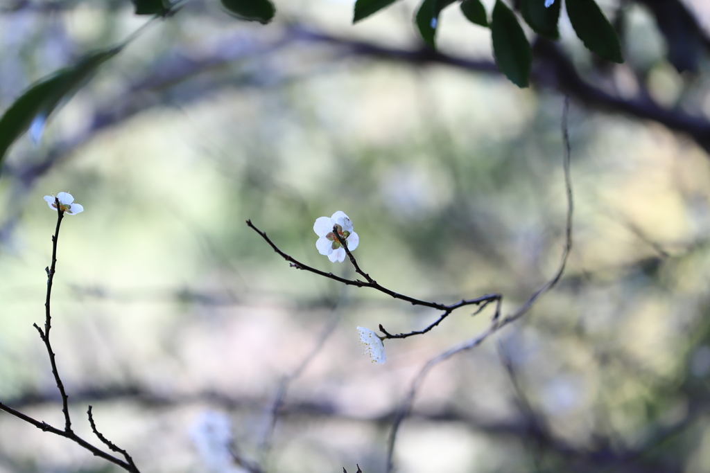 境内に咲く　壱