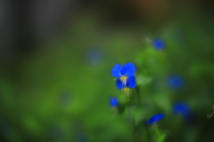 路地の輝きⅡ