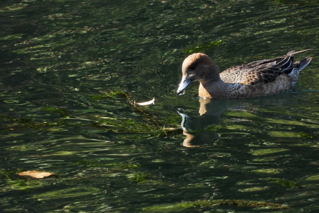 超望遠コンデジで　ⅰ